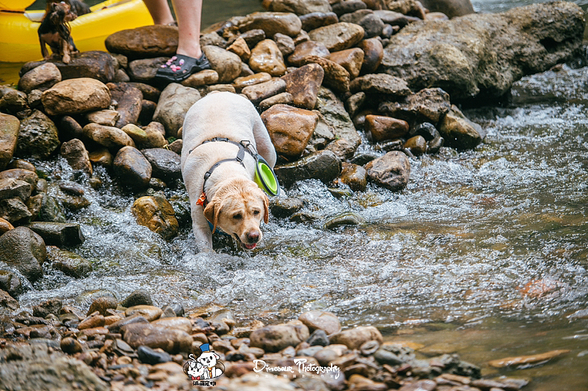 安吉宠物游（图ZMzUwMTkwNDAw） - 宠物摄影 - 站酷设计师恐龙宠物摄影原创素材 - 站酷ZCOOL
