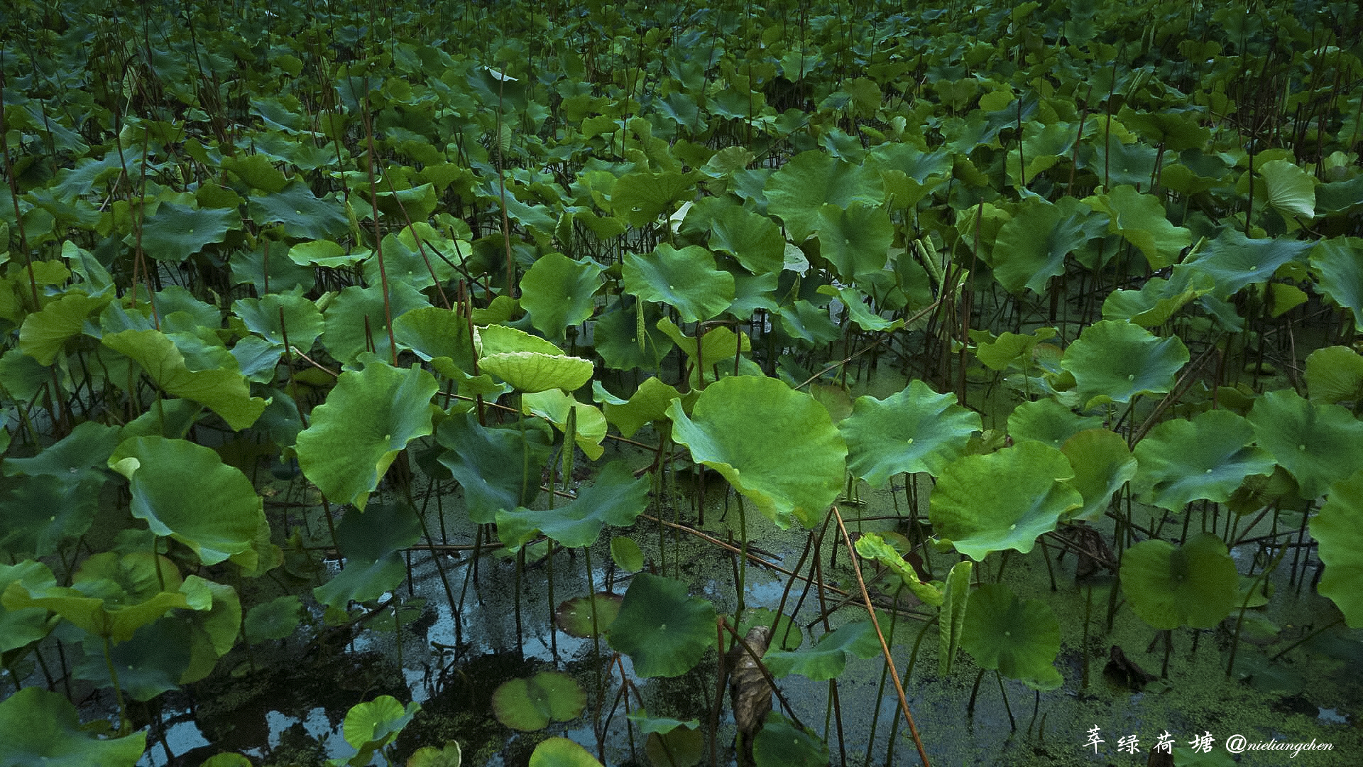 shinyleo的个人主页（封面预览） - 主页封面设置 - 站酷设计师shinyleo原创素材 - 站酷ZCOOL