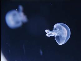 水母