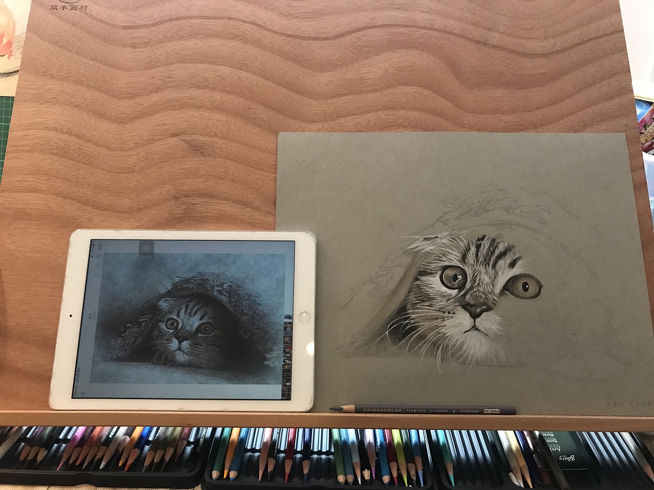 彩铅—画喵咪……