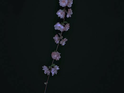 黑夜的情人