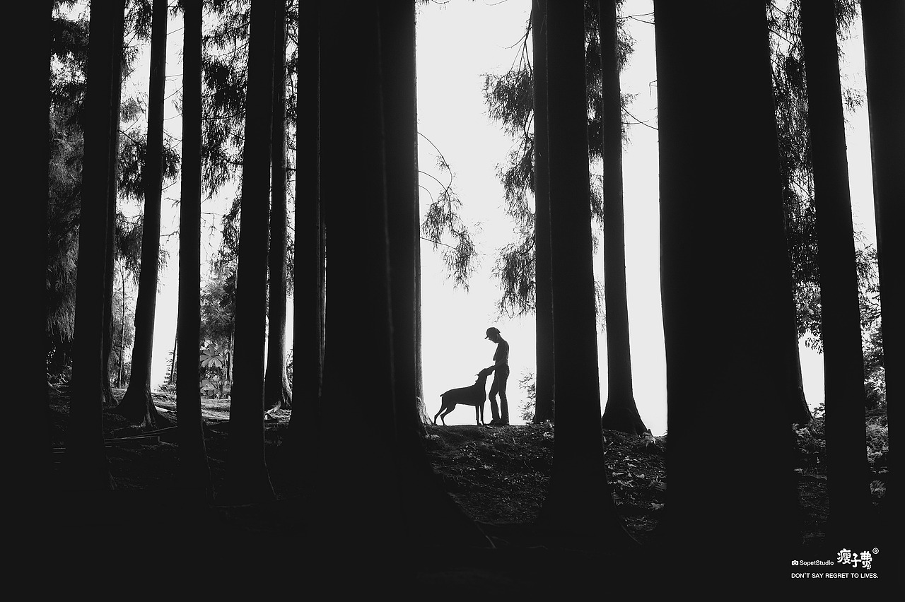 杜宾犬（图ZMzc1NjgwNzcy） - 宠物摄影 - 站酷设计师宠物摄影师瘦子费原创素材 - 站酷ZCOOL