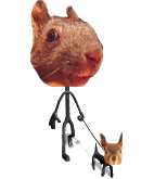 HI~我是爆乳飞（图ZMTc5MzA1Ng==） - 宠物摄影 - 站酷设计师pinkmana原创素材 - 站酷ZCOOL