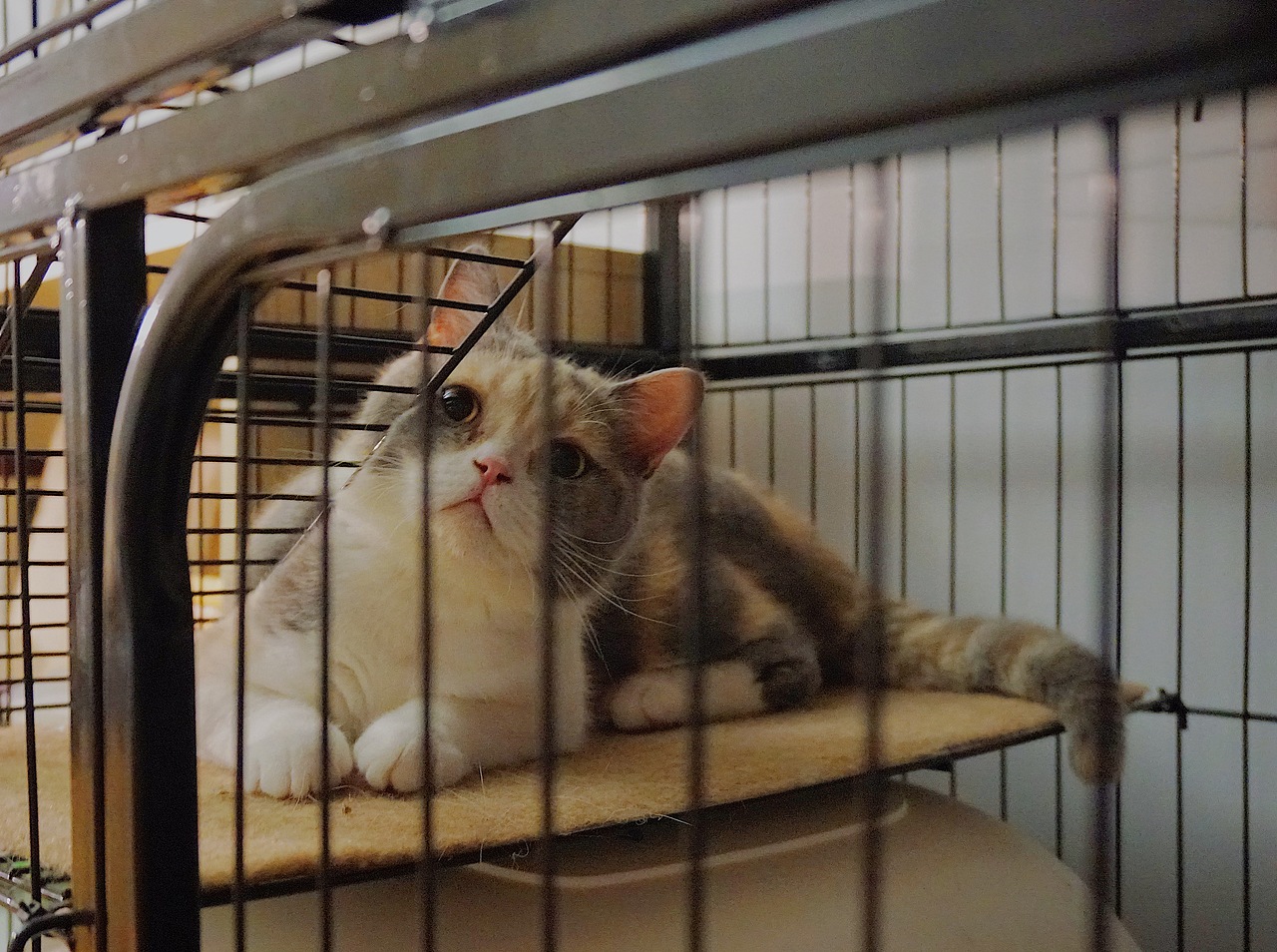 他和他的猫