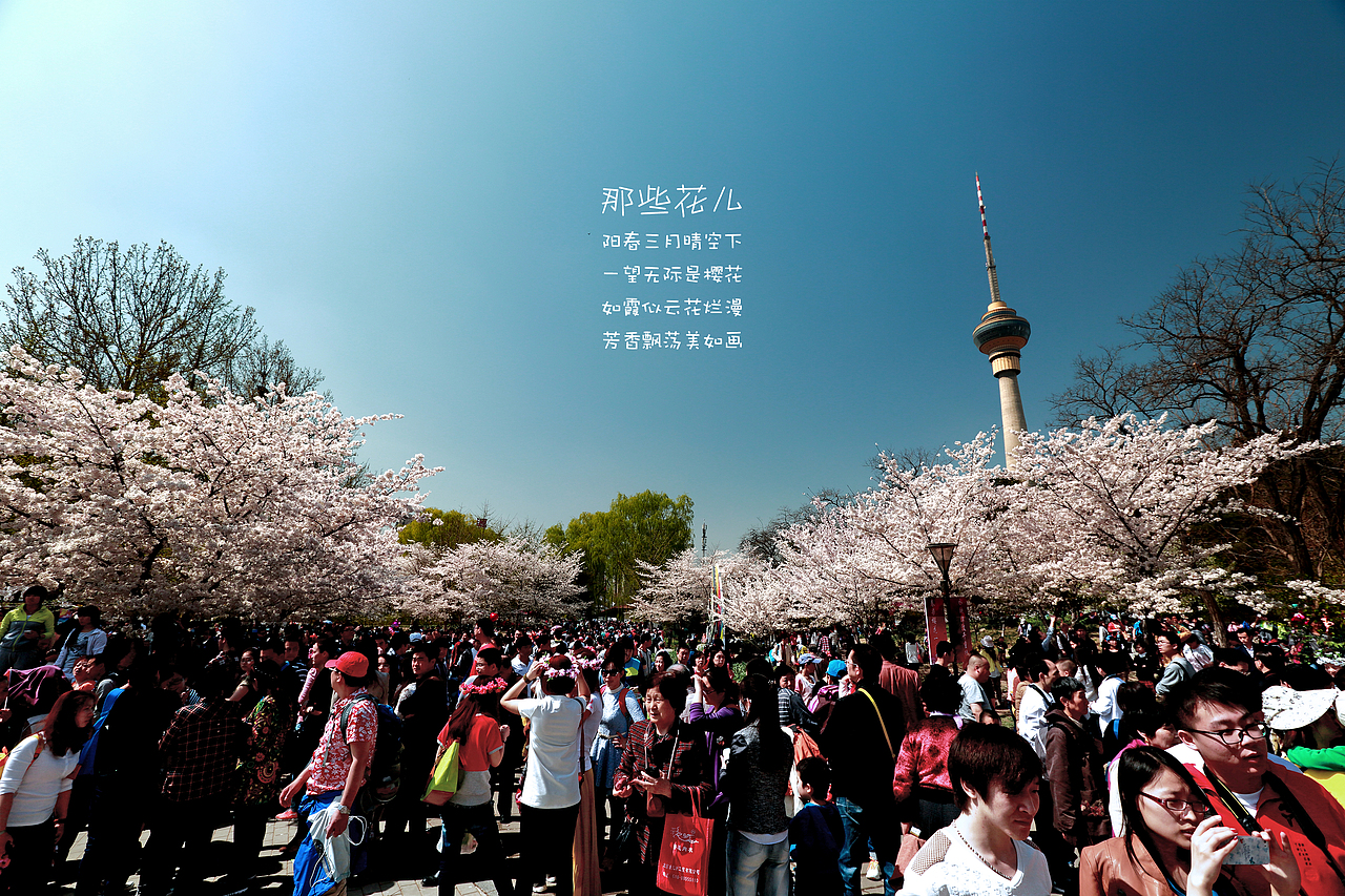 玉渊潭樱花节赏花看人