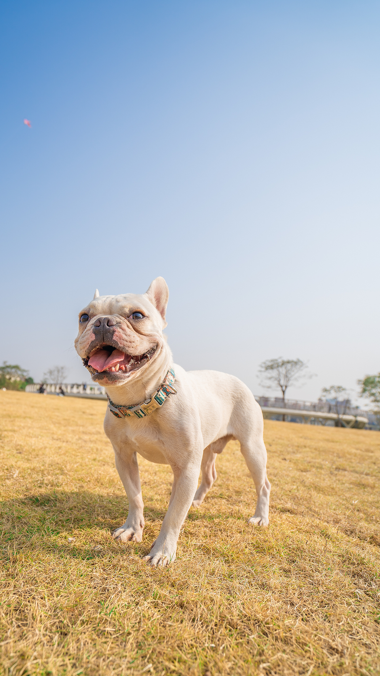 法斗 大憨憨的傻笑