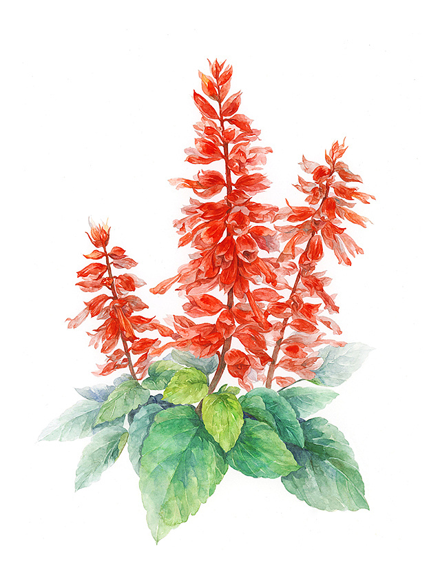 子鵺坊杂志插图精选-植物篇 |插画|商业插画|子鵺坊插画 - 原创作品