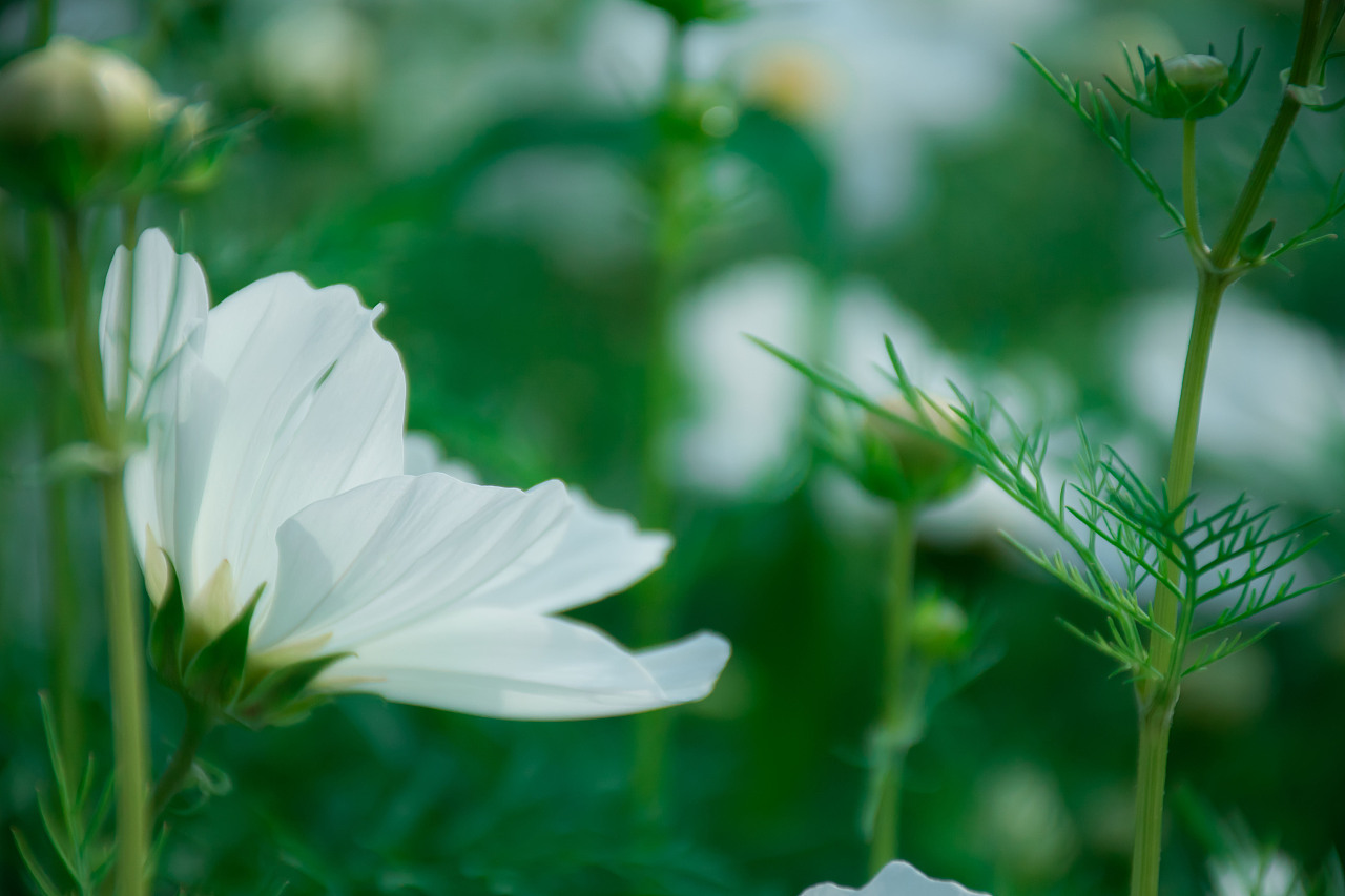 白色波斯菊