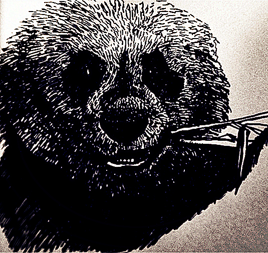 熊猫君（图ZMzk3ODg0ODA=） - 创作习作 - 站酷设计师否极恩泰来原创素材 - 站酷ZCOOL