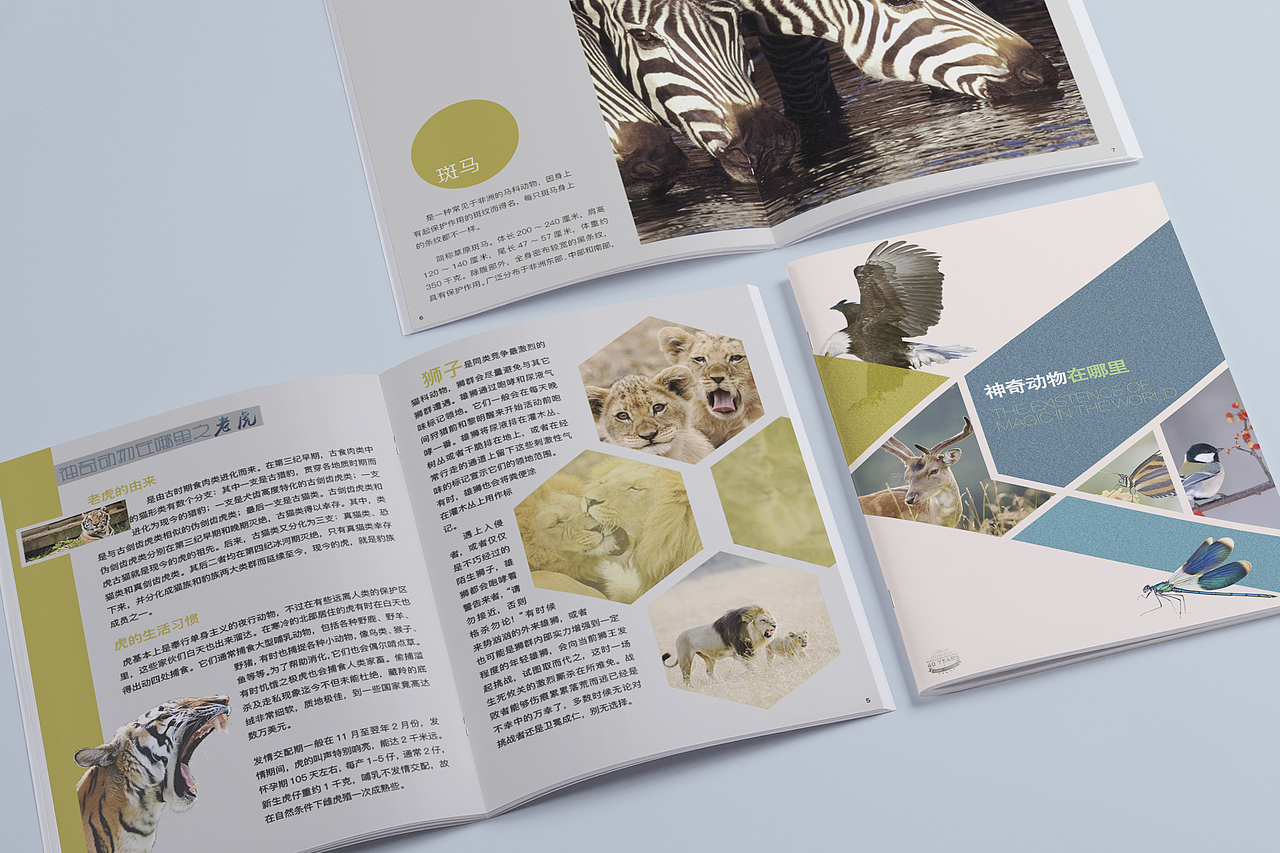 动物画册