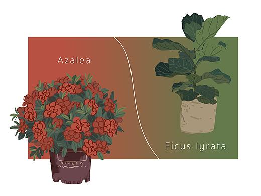 又造又画｜一些花草树木