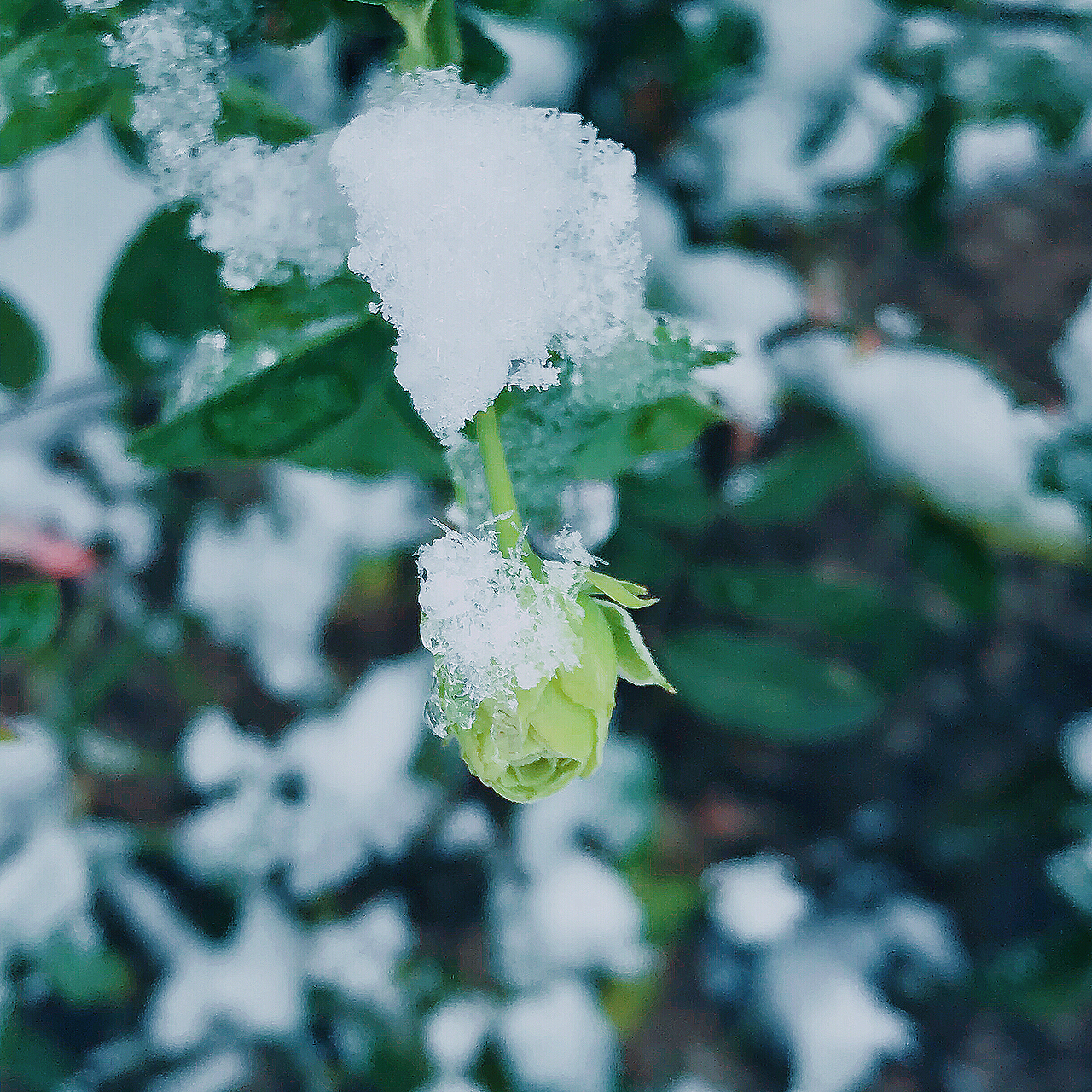 冬天里的童话世界