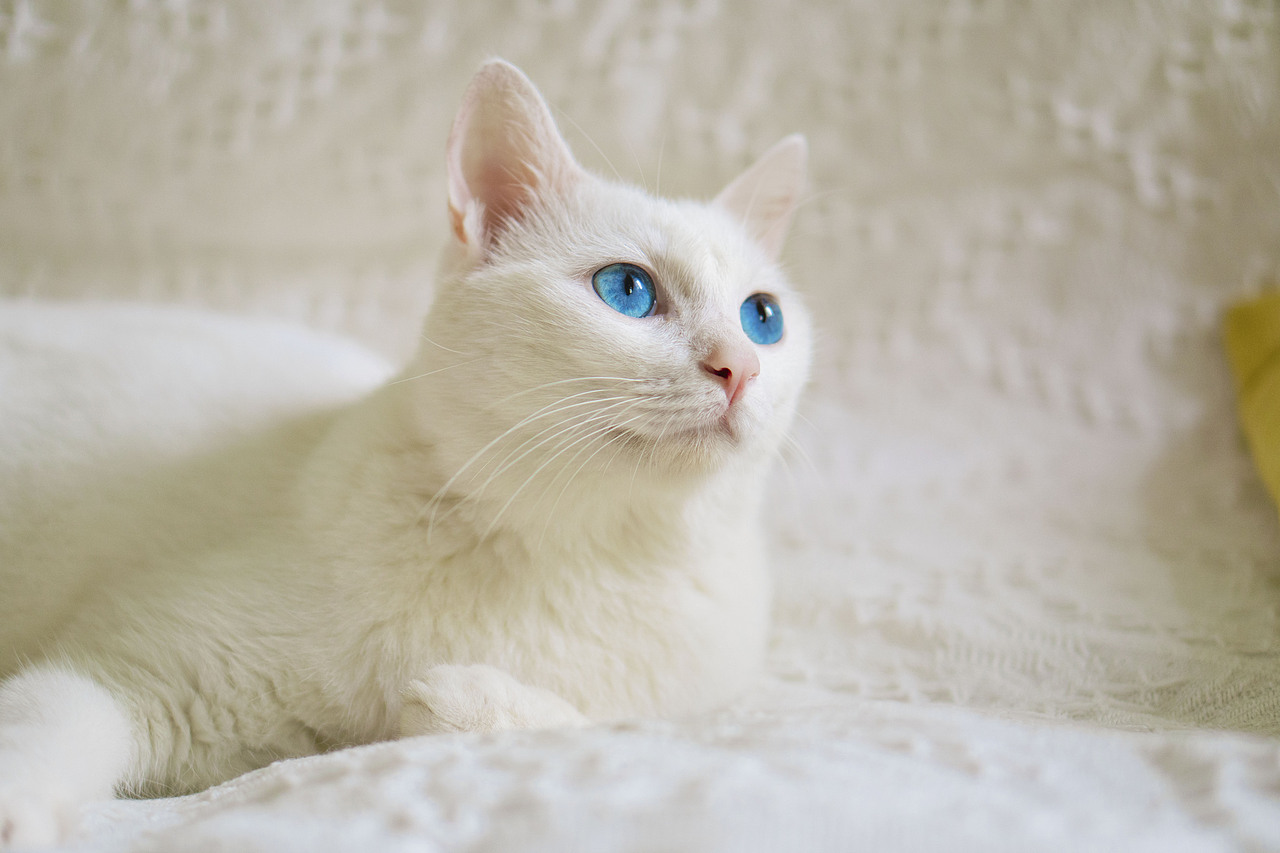 小白的周末时光