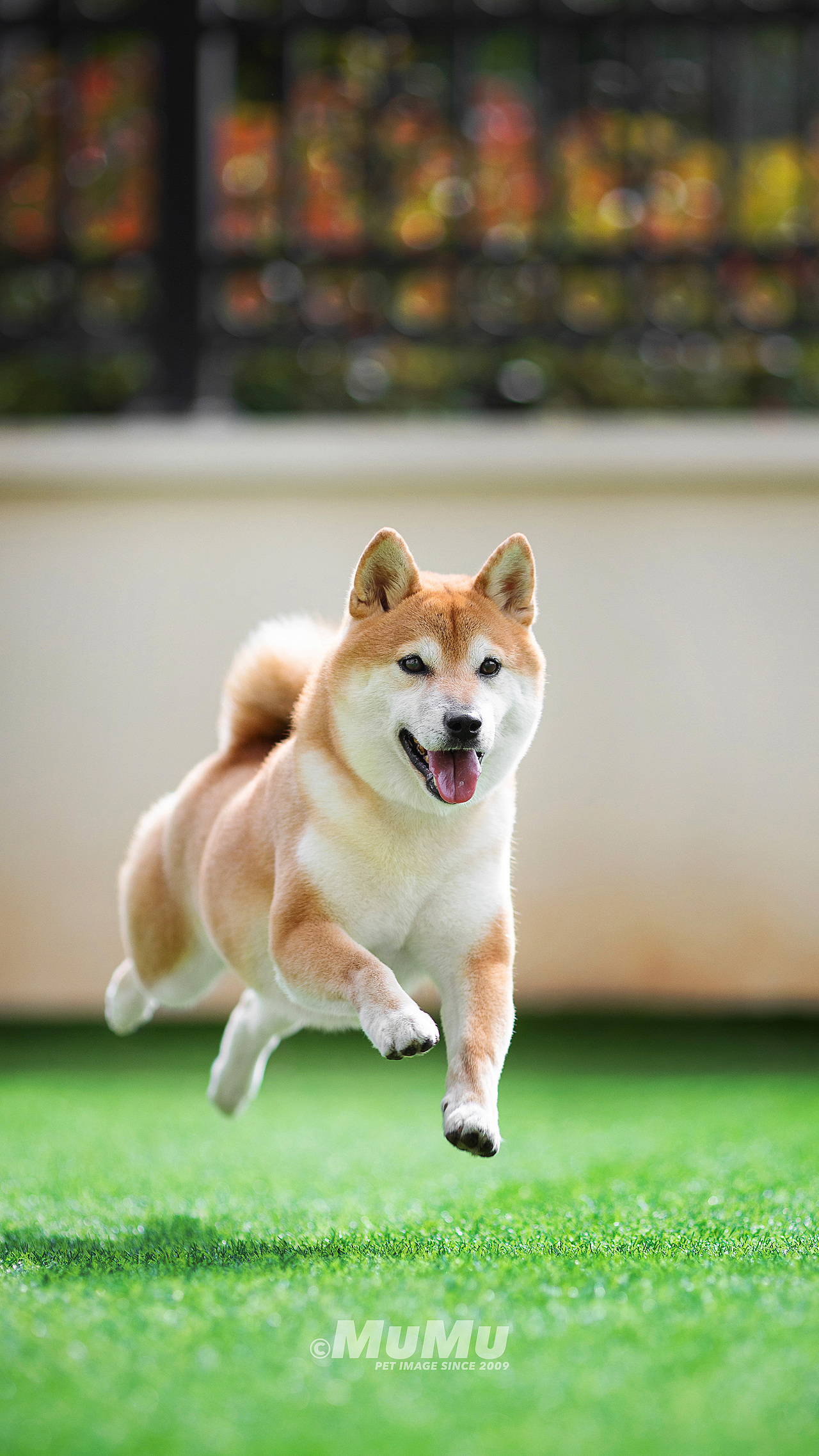 穆牧摄影-宠物摄影(2020总结1)