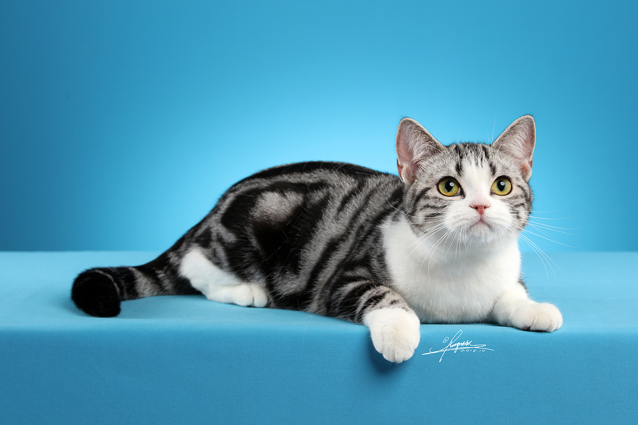 美国短毛猫AMYWORKS,拍摄于厦门|摄影|宠物摄影|AMYWORKS赛猫摄影 - 原创作品 - 站酷 (ZCOOL)