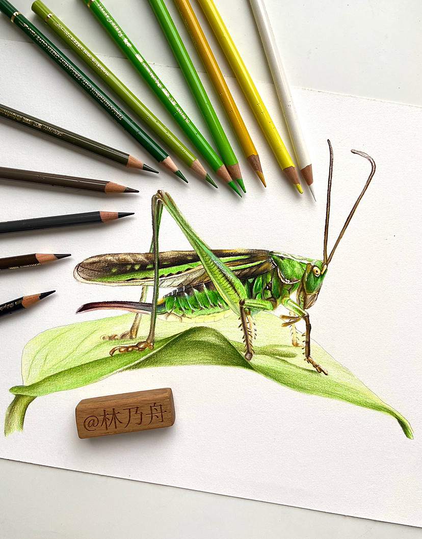 举报收藏分享原创作品纯艺术绘画彩铅彩铅画蝗虫原创昆虫林乃舟林乃舟