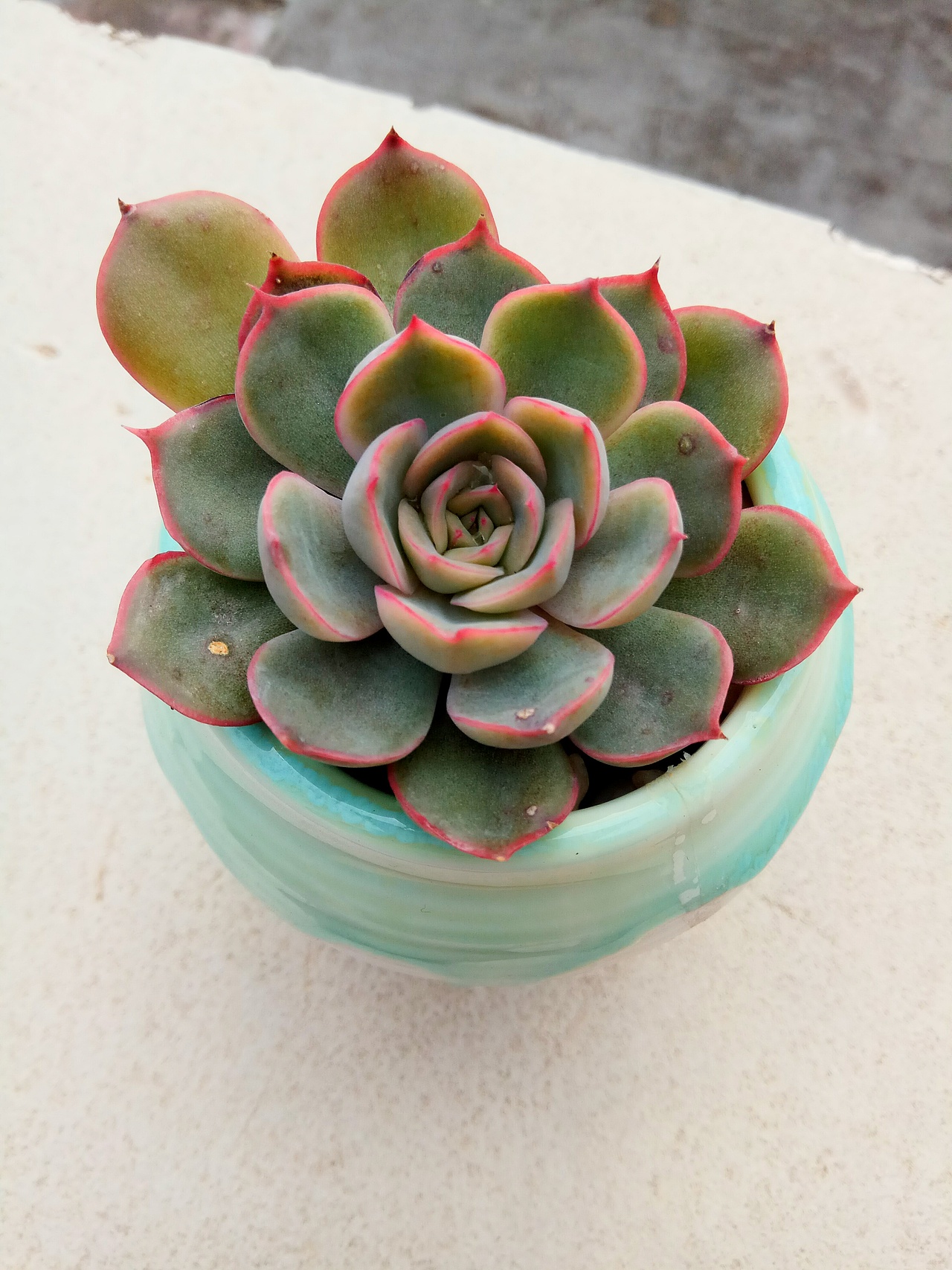 我是粑粑送给麻麻的,但是粑粑也不知道我叫什么名字,下载APP参加理财送的……
麻麻查了很多资料,推测我是粉月影或者花月夜?谁能告诉我实情呢,生世成迷!