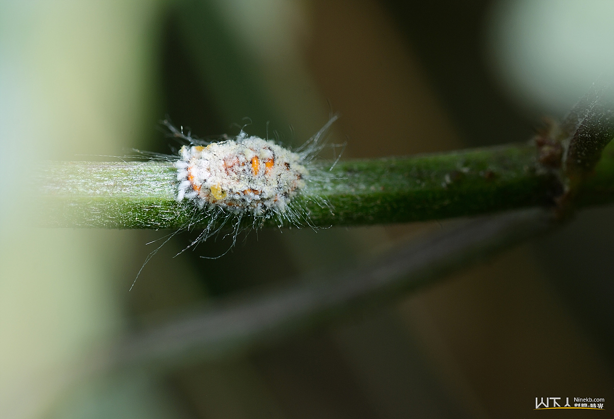 绿野虫踪Ⅳ（图ZMzE0NzQwNA==） - 风光摄影 - 站酷设计师ninekb原创素材 - 站酷ZCOOL