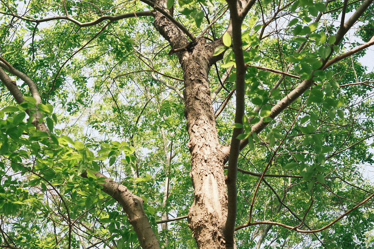 春报（图ZMjk1Mjg5MTQ4） - 风光摄影 - 站酷设计师wai波波原创素材 - 站酷ZCOOL