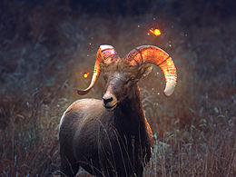 调色合成练习-会发光的鹿