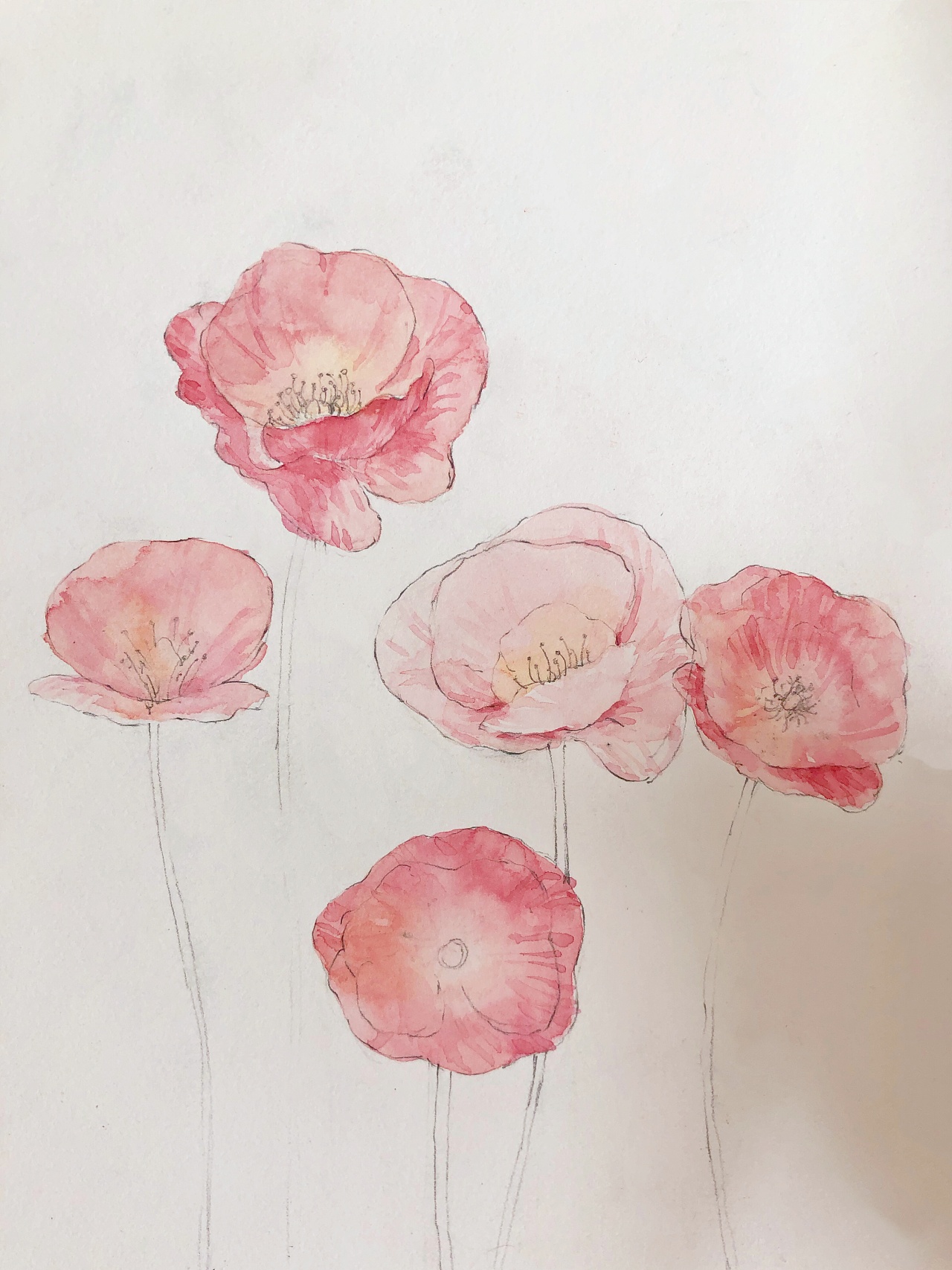 罂粟花花瓣画法图片