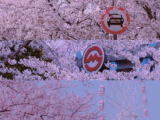 2021年我追过的樱🌸魔都樱花攻略（个人主页-ZNTE4MjcwNzI=） - 风光摄影 - 站酷设计师caocaofactory原创素材 - 站酷ZCOOL