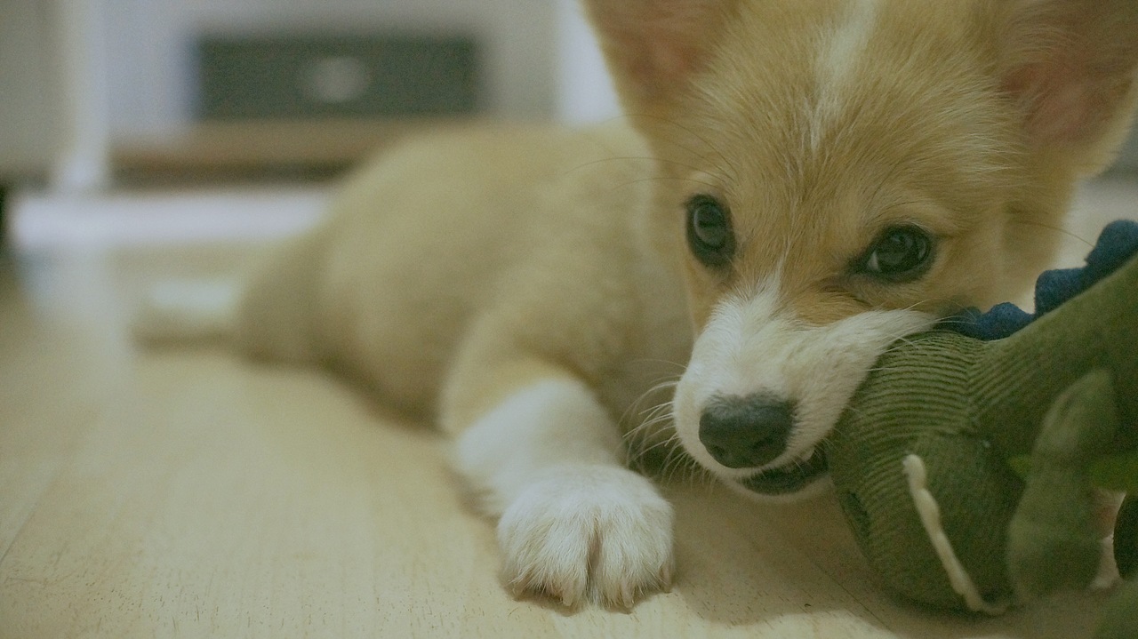 花仔（图ZNTYxOTM1NDg=） - 宠物摄影 - 站酷设计师seasonjune原创素材 - 站酷ZCOOL