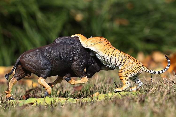 大飞gk系列——孟虎扑食白肢野牛,两种杰出动物相遇,必将展开一场你s
