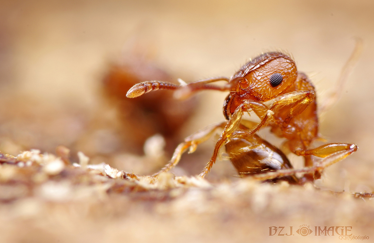 微距最小的蚂蚁，，，，切叶蚁。。。。。。|摄影|风光摄影|瓜哥微距摄影 - 原创作品 - 站酷 (ZCOOL)