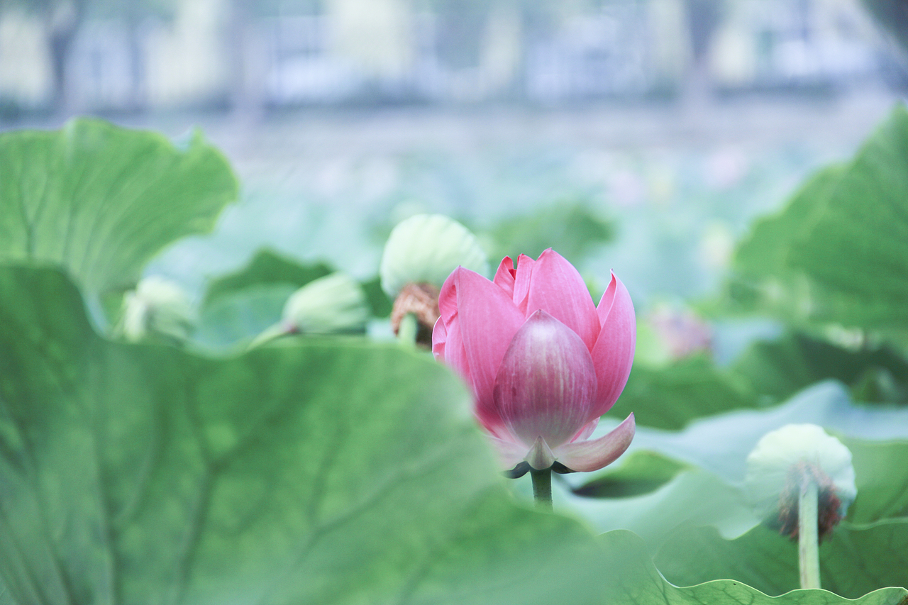 白洋淀荷花（圖ZNzA5ODY3NzY=） - 風(fēng)光攝影 - 站酷設(shè)計(jì)師山山而川上的麥子原創(chuàng)素材 - 站酷ZCOOL