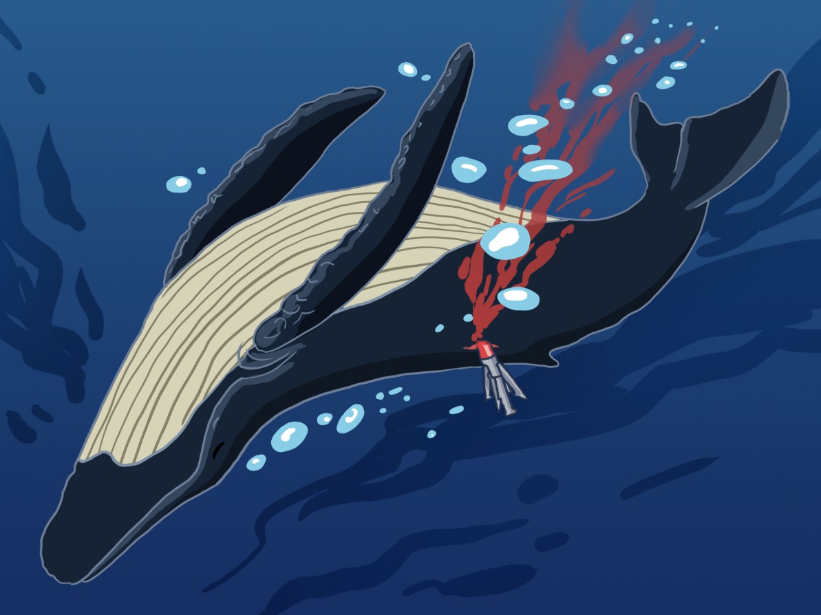 日本捕杀122头怀孕母鲸遭谴责 辩称"科学研究"|捕鲸|鲸鱼|日本_新浪军事_新浪网