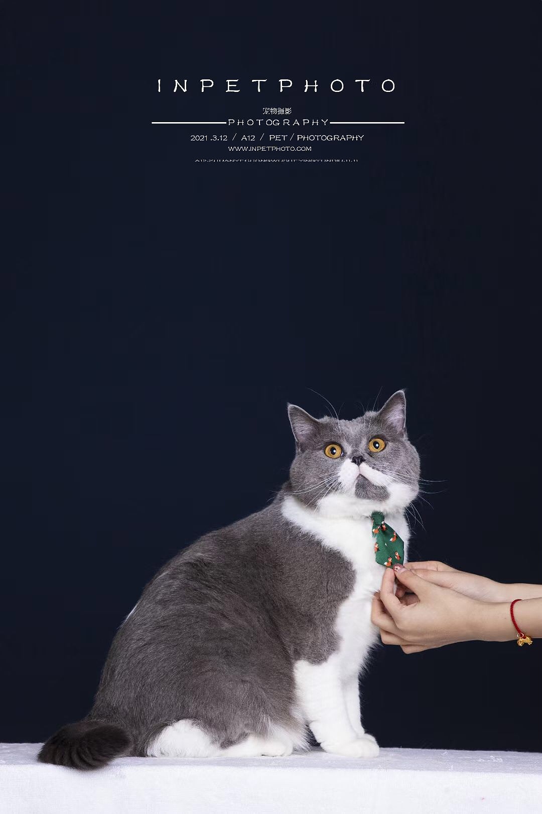 猫咪室内|摄影|宠物摄影|z40714025_原创作品-站酷zcool