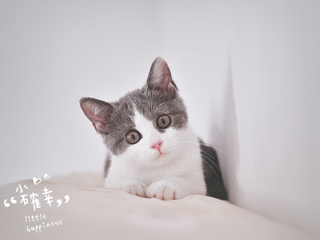 治愈系萌猫-小奶猫