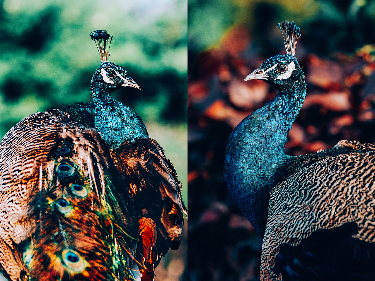 城视中国 | 异域西双版纳（图ZMjQ1NDU5NjQ0） - 风光摄影 - 站酷设计师戴帽子的那个路遥原创素材 - 站酷ZCOOL