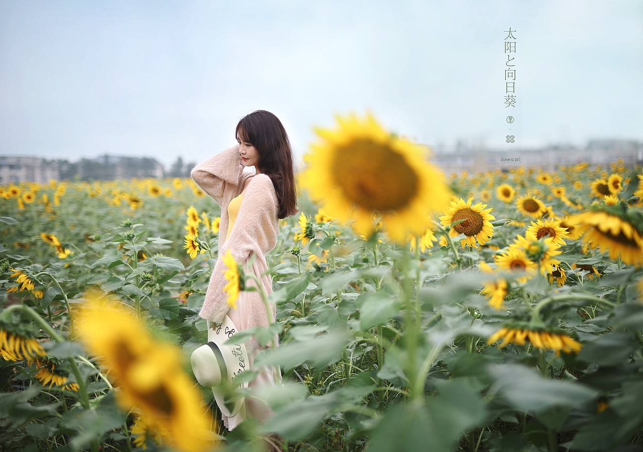 【翔子视觉】太阳的向日葵