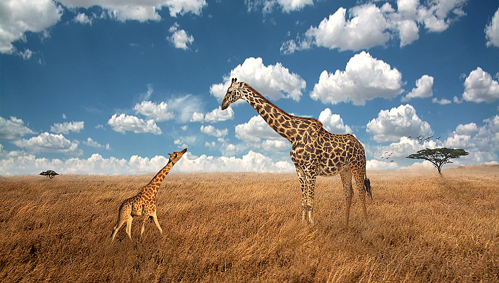 合成海报临摹（图ZMTA1MTM0ODQ4） - 其他平面 - 站酷设计师曾小曾啊原创素材 - 站酷ZCOOL