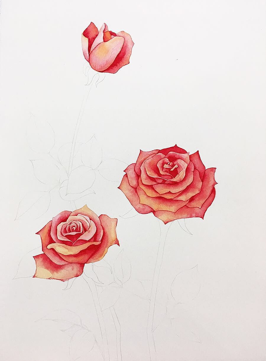 水彩玫瑰花（图ZMTI1MzkyMTY0） - 绘画 - 站酷设计师ninili原创素材 - 站酷ZCOOL