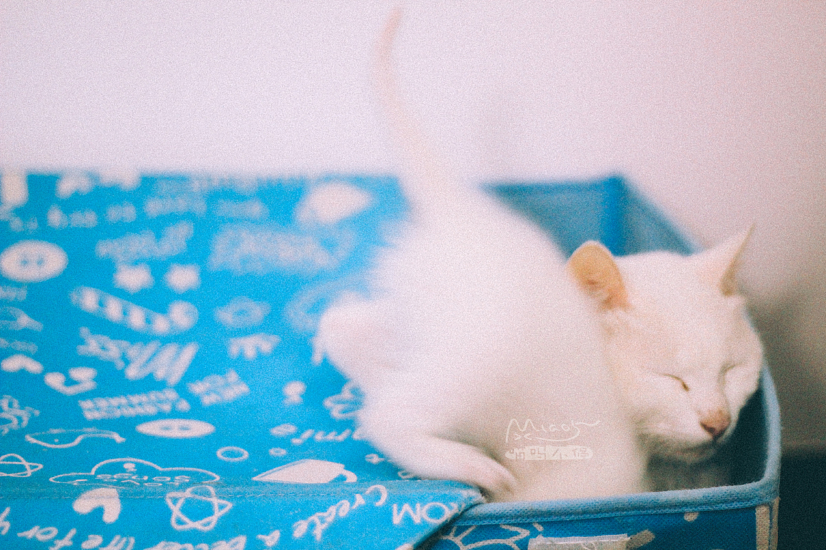 那年初夏,我让一窝雪白小妖精给着了魔