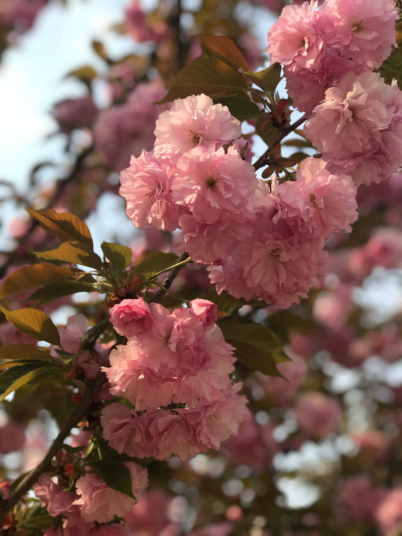 随手拍 北京 朝阳区 大郊亭 路边 樱花