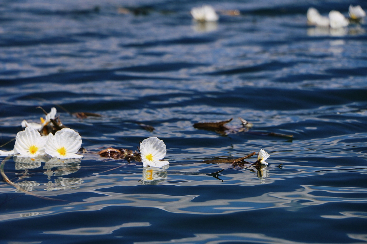 泸沽湖|水性杨花