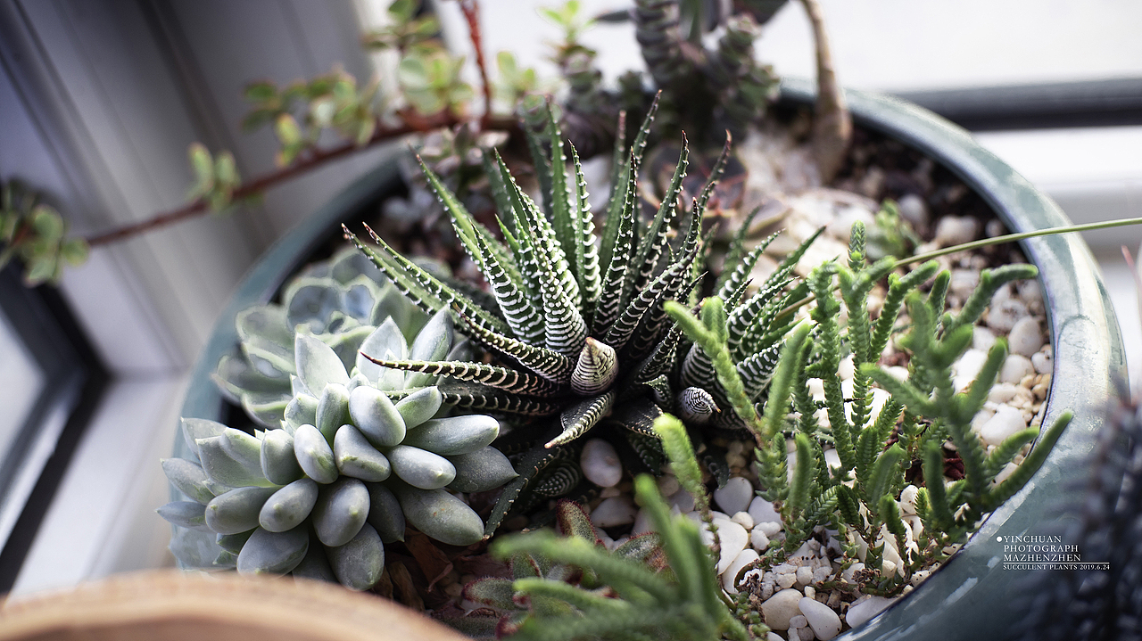 拍的家里的花花（图ZMTY0MDk5MzUy） - 风光摄影 - 站酷设计师Aisha10原创素材 - 站酷ZCOOL