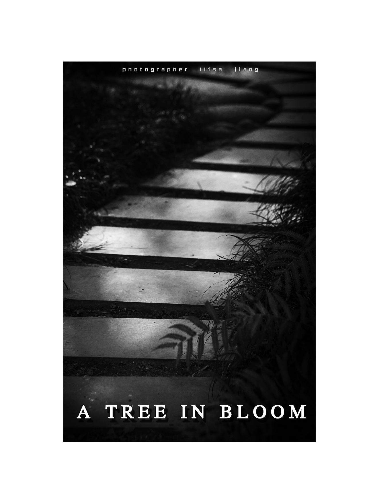 A tree in bloom（图ZNDk2OTA0ODg=） - 人文/纪实摄影 - 站酷设计师挲lisa原创素材 - 站酷ZCOOL