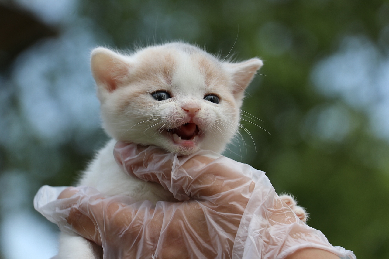 英短猫 0504英短小三花母-朵朵-20day260g-27day340g