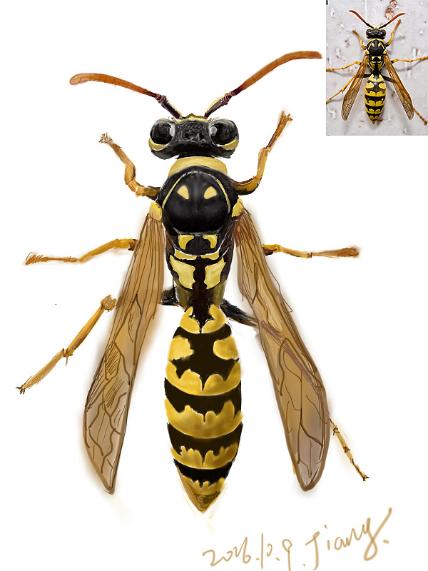 数位板手绘练习