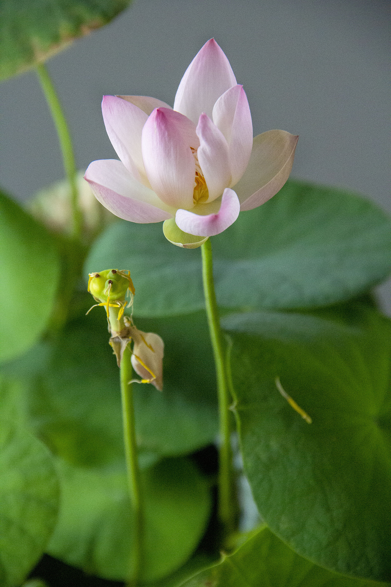 碗莲（图ZMjYwMjUzMDc2） - 风光摄影 - 站酷设计师芯弱原创素材 - 站酷ZCOOL