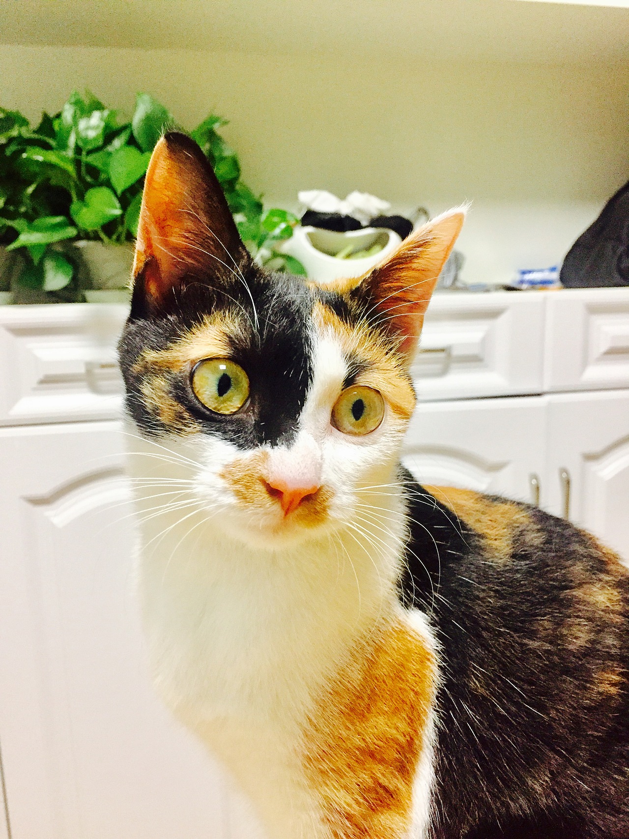 我家那几口子-手机拍摄