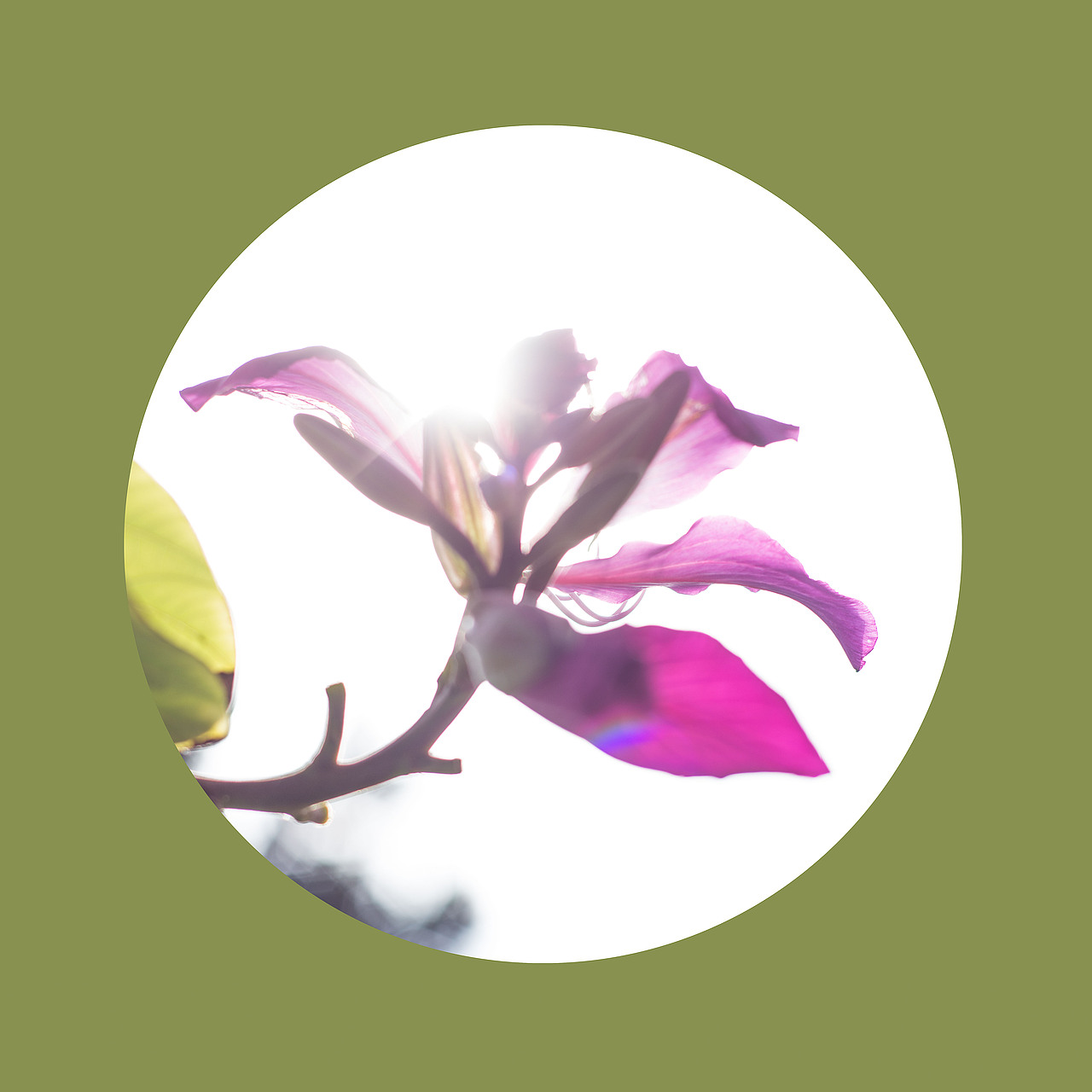 光影之下 繁花之上（图ZNjQ0OTA4Njg=） - 风光摄影 - 站酷设计师榮羽生RON原创素材 - 站酷ZCOOL