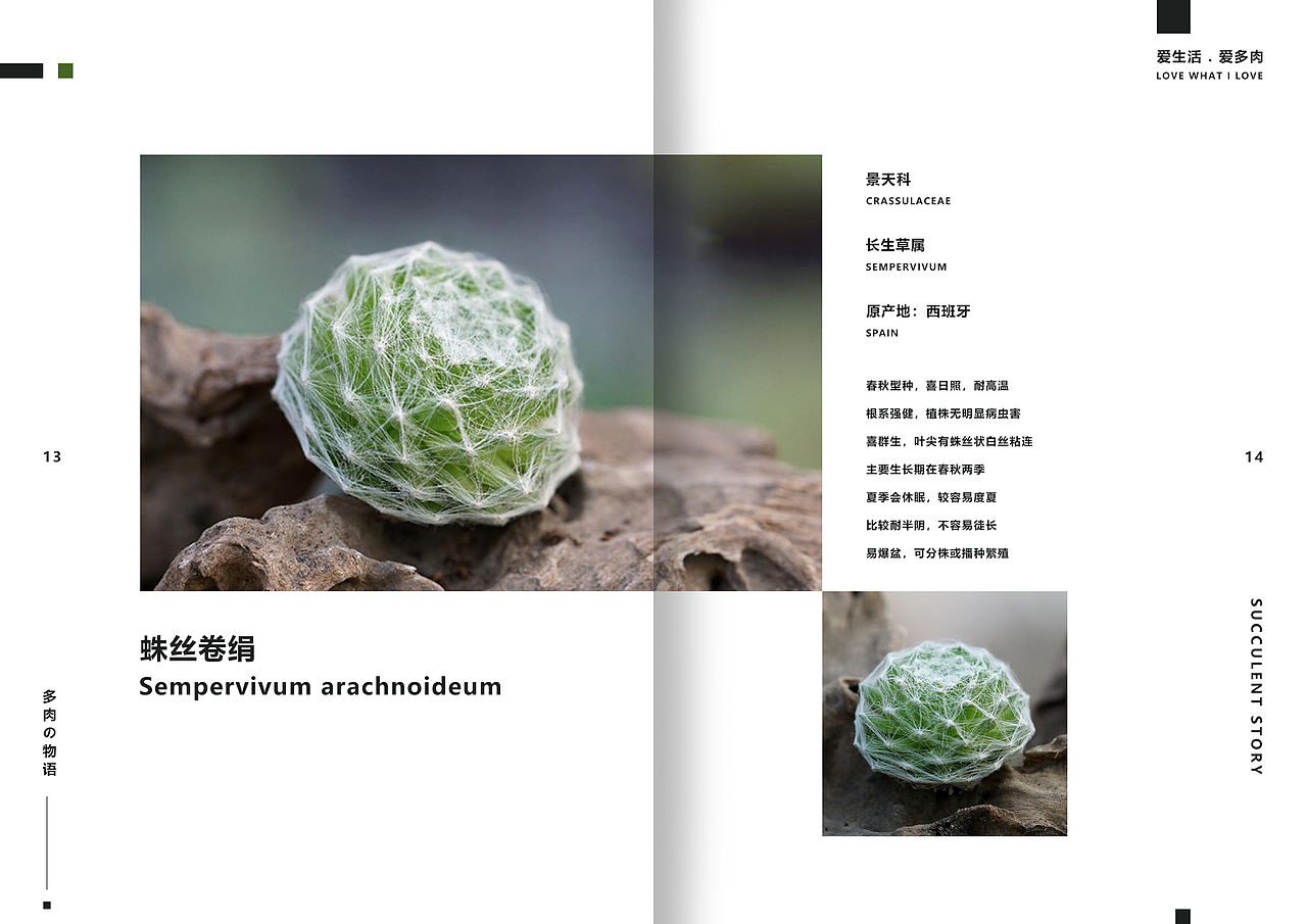 一套多肉植物画册（图ZMTgxMzI3MDQ0） - 书籍/画册 - 站酷设计师湛麓原创素材 - 站酷ZCOOL