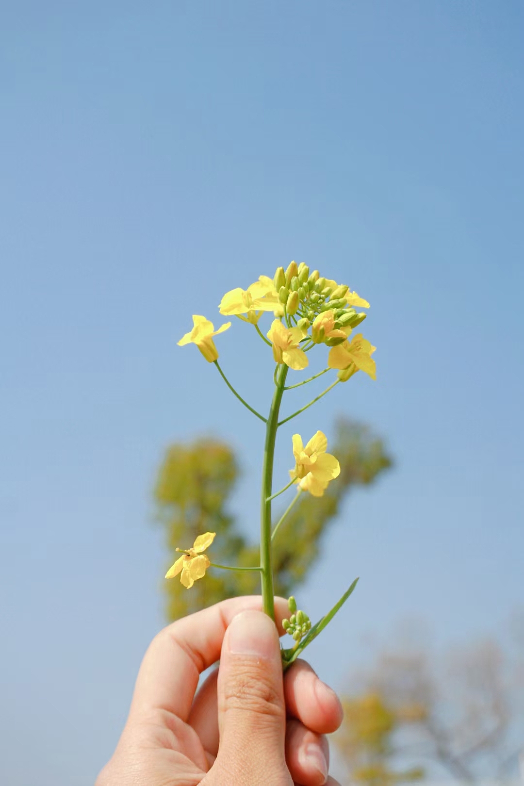 油菜花开啦（图ZMjkyMTg1Mzcy） - 环境/建筑摄影 - 站酷设计师狐丶悲原创素材 - 站酷ZCOOL