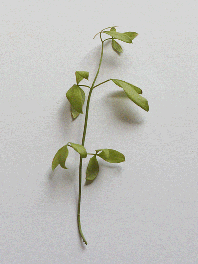 Dancing Leaves (GIF)（图ZNzU5NzE0OA==） - 产品摄影 - 站酷设计师一粒渣渣原创素材 - 站酷ZCOOL